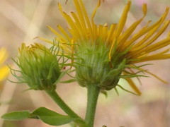 Pentanema britannica