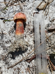 Exsudoporus floridanus