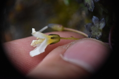 Romanzoffia sitchensis