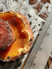 Exsudoporus floridanus