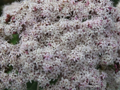 Stevia