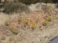 Osteospermum microcarpum