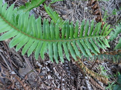 Polystichum munitum