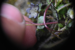 Romanzoffia sitchensis