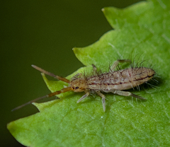 Orchesella flavescens