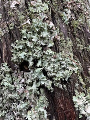 Parmotrema crinitum