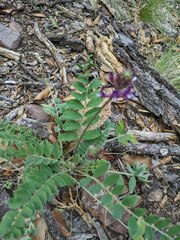 Astragalus mollissimus