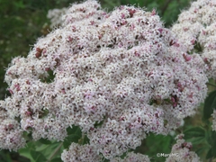 Stevia