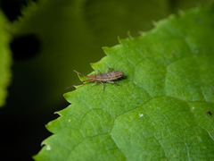 Orchesella flavescens