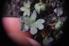 Romanzoffia sitchensis