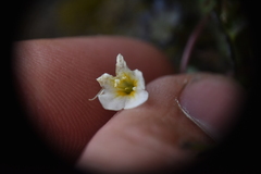 Romanzoffia sitchensis