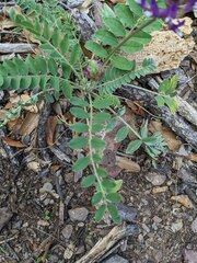 Astragalus mollissimus