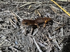 Ensatina eschscholtzii