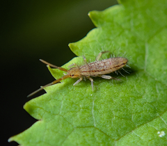 Orchesella flavescens