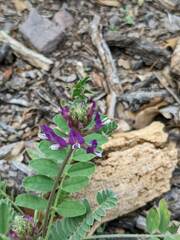Astragalus mollissimus