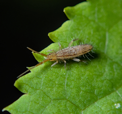 Orchesella flavescens