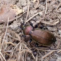 Carabus rothii