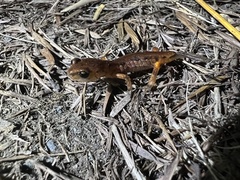 Ensatina eschscholtzii