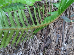 Polystichum munitum