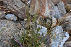 Veronica wormskjoldii