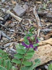 Astragalus mollissimus