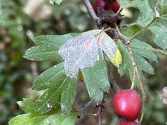 Phyllonorycter corylifoliella
