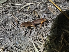 Ensatina eschscholtzii