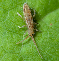 Orchesella flavescens
