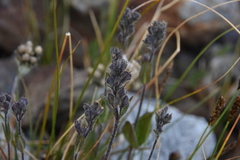 Veronica wormskjoldii
