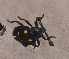 Eumorphus quadriguttatus