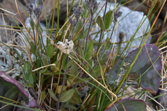 Veronica wormskjoldii