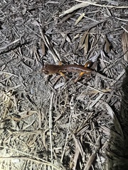 Ensatina eschscholtzii
