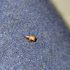 Smiliinae