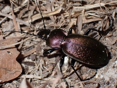 Carabus rothii