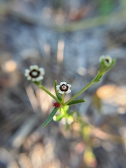 Euphorbia polyphylla