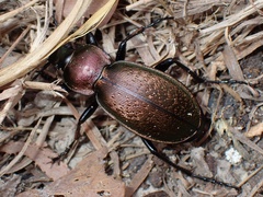 Carabus rothii