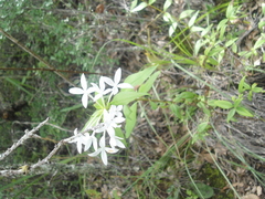 Bouvardia longiflora
