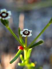Euphorbia polyphylla