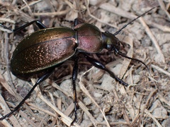 Carabus rothii