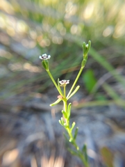 Euphorbia polyphylla
