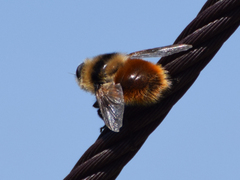 Cephenemyia stimulator