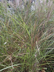 Miscanthus sinensis