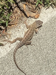 Sceloporus occidentalis longipes