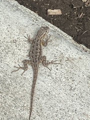 Sceloporus occidentalis longipes