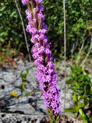 Liatris chapmanii