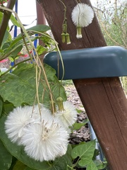 Erechtites hieraciifolius
