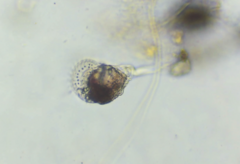 Microcodon