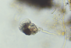 Microcodon