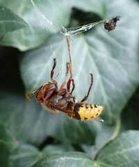 Vespa crabro