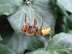 Vespa crabro